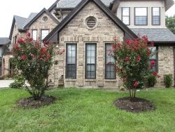 Stunning Red Rocket Crape Myrtle planted by Treeland Nursery.