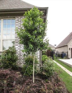 Treeform Eagleston Holly planted by Treeland Nursery.