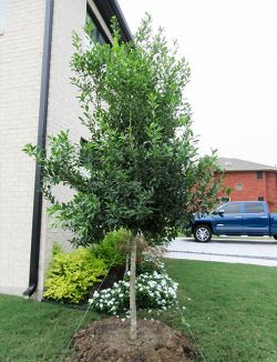 Treeform Eagleston Holly planted by Treeland Nursery.