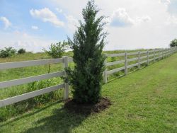 Evergreen Brodie Eastern Red Cedars planted by Treeland Nursery.