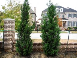 Evergreen Brodie Eastern Red Cedars planted by Treeland Nursery.