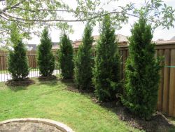 Brodie Eastern Red Cedar planted as a privacy screen by Treeland Nursery.