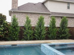 Brodie Eastern Red Cedars planted by a pool by Treeland Nursery.