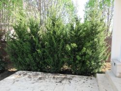 Beautiful Brodie Eastern Red Cedars planted by Treeland Nursery.