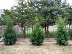 Beautiful evergreen Greenbelt Eastern Red Cedars planted in a row by Treeland Nursery.