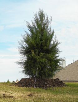 Beautiful Greenbelt Eastern Red Cedar planted by Treeland Nursery.