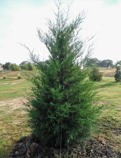 Eastern Red Cedar planted by Treeland Nursery.