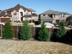 Evergreen Eastern Red Cedars planted for privacy screening.