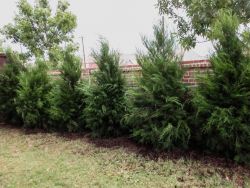 Evergreen Greenbelt Eastern Red Cedars planted for privacy by Treeland Nursery.
