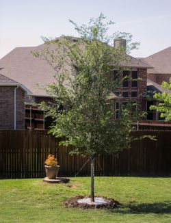 Lacebark Elm tree installed in a backyard.