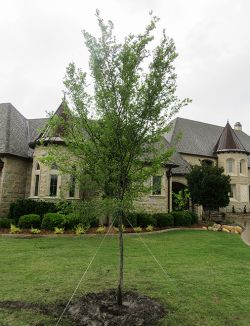 Lacebark Elm tree installed in a frontyard by Treeland Nursery.