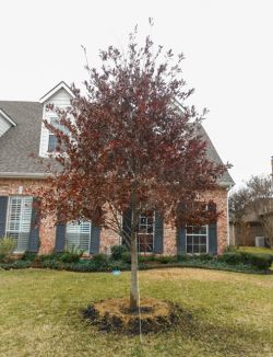 Red Oak tree with showy Fall color planted by Treeland Nursery.