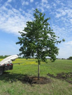 Large red oak planted by Treeland Nursery.