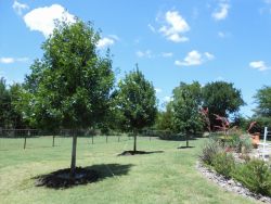 Several Red Oak trees planted by Treeland Nursery.