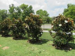 Little Gem Magnolias planted in a row along a wrought iron fence.