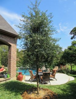 Live Oak Tree planted by a patio for shade.