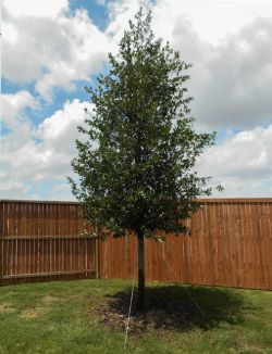 Live Oak planted in a backyard by Treeland Nursery.