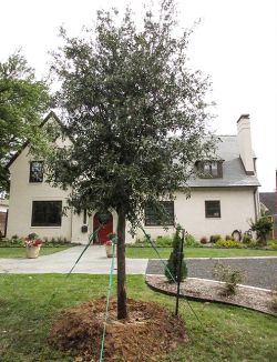 Evergreen Live Oak Tree planted in a frontyard.