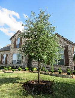 Beautiful Evergreen Live Oak Tree planted in a frontyard.