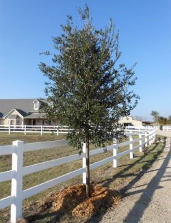 Stunning Live Oak Tree planted by Treeland Nursery.