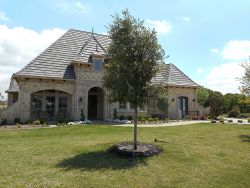 Evergreen Live Oak Tree planted in a large frontyard.