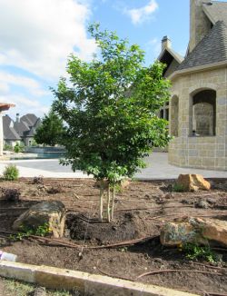 Beautiful Muskogee Crape Myrtle planted by Treeland Nursery.