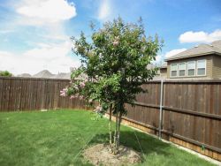 Flowering Muskogee Crape Myrtle planted by Treeland Nursery.