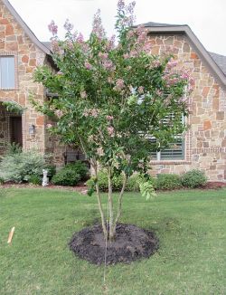 Muskogee Crape Myrtle planted in the Summer by Treeland Nursery.