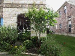 Natchez Crape Myrtle planted by Treeland Nursery.