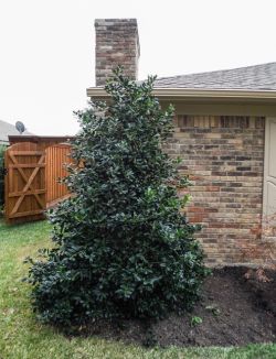 Evergreen Nellie R. Stevens Holly tree planted by Treeland Nursery.