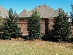 Nellie R. Stevens hollies planted along a brick wall to provide privacy screening.