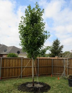 October Glory Maple tree installed by Treeland Nursery.