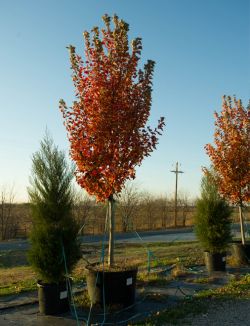 Stunning Fall color on an October Glory Maple at Treeland Nursery.