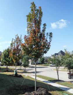 October Glory Maple planted by Treeland Nursery.