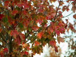 October Glory Maple leaves in the Fall.