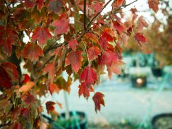 October Glory Maple leaves with rich Fall color.