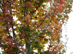 October Glory Maple leaves in the Fall at Treeland Nursery.