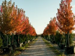 Beautiful October Glory Maple trees with Fall color at Treeland Nursery.