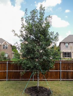 Stunning Red Oak tree planted in a backyard.