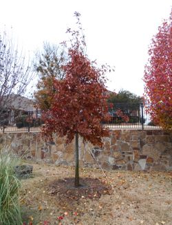 Bright red fall coloring on Red Oak planted by Treeland Nursery.