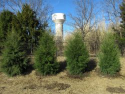 Eastern Red Cedars planted for privacy by Treeland Nursery.