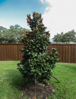 Evergreen Teddy Bear Magnolia planted in a backyard by Treeland Nursery.
