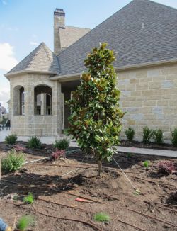 Evergreen Teddy Bear Magnolia planted in a landscaped flowerbed by Treeland Nursery.