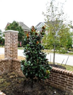 Evergreen Teddy Bear Magnolia planted by Treeland Nursery.