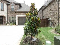 Evergreen Teddy Bear Magnolia planted by a driveway by Treeland Nursery.