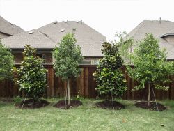 Teddy Bear Magnolias and Eagleston Hollies planted for privacy screening by Treeland Nursery.