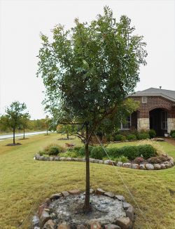 Chinese Pistachio tree planted in a frontyard by Treeland Nursery.