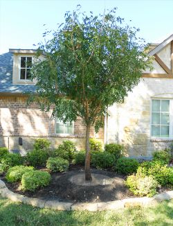 Chinese Pistachio tree planted in a frontyard flowerbed by Treeland Nursery.