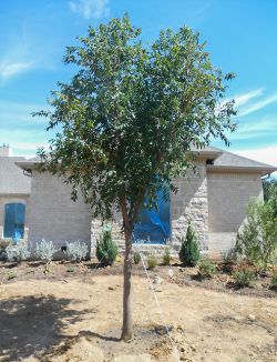 Chinese Pistachio tree installed in a frontyard by Treeland Nursery.