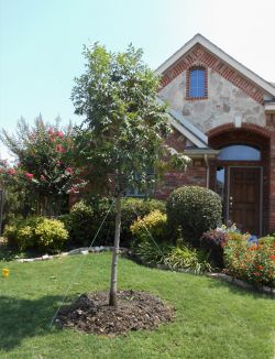 Chinese Pistachio tree installed in a frontyard by Treeland Nursery.